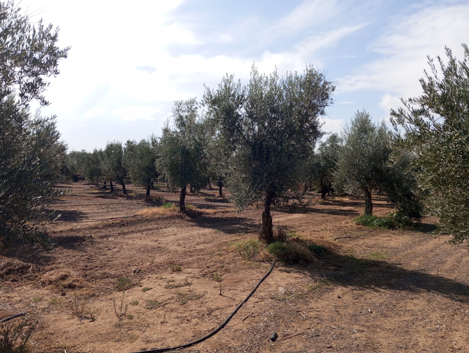 Finca rústica en zona Viñas Nuevas 4