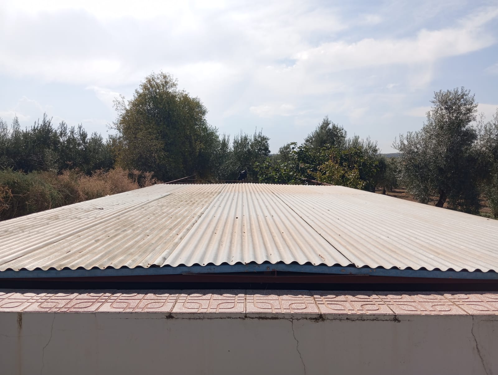 Finca rústica en zona Viñas Nuevas 5